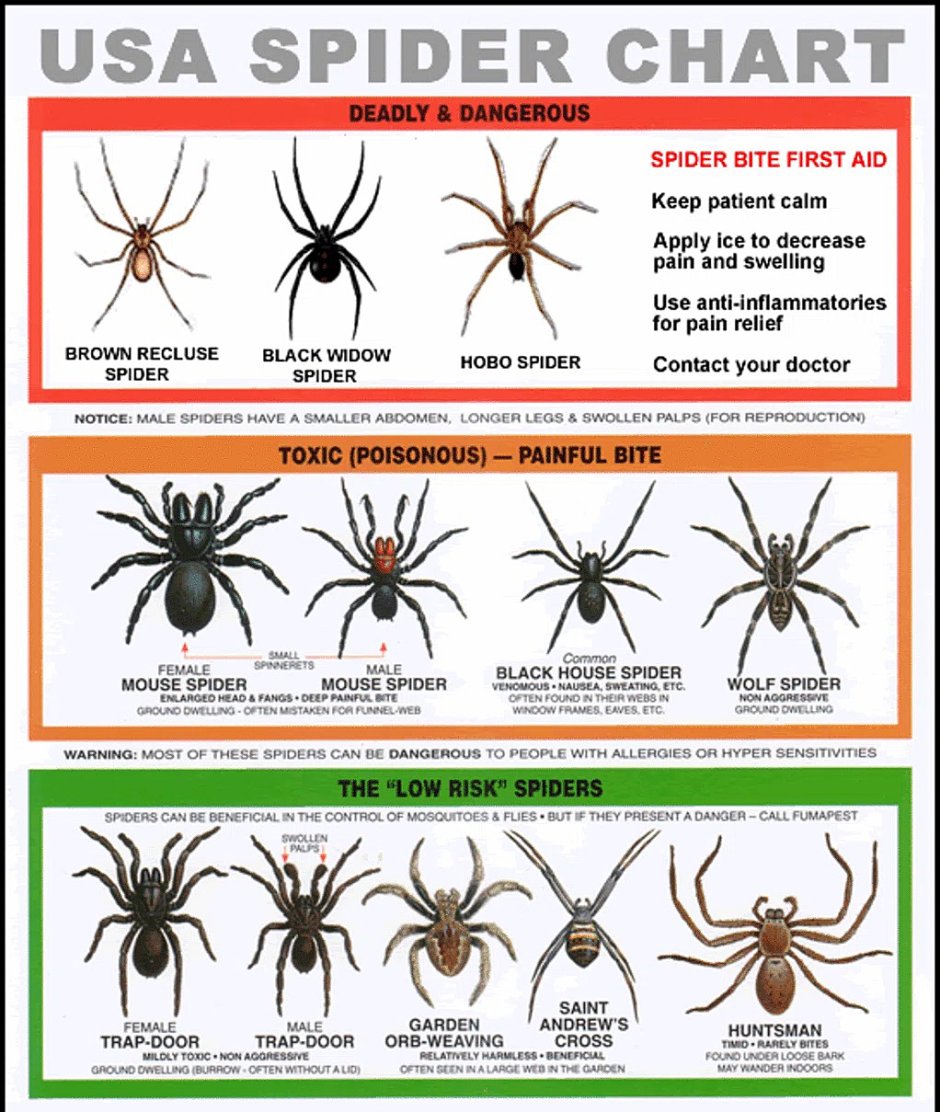 Spider Chart