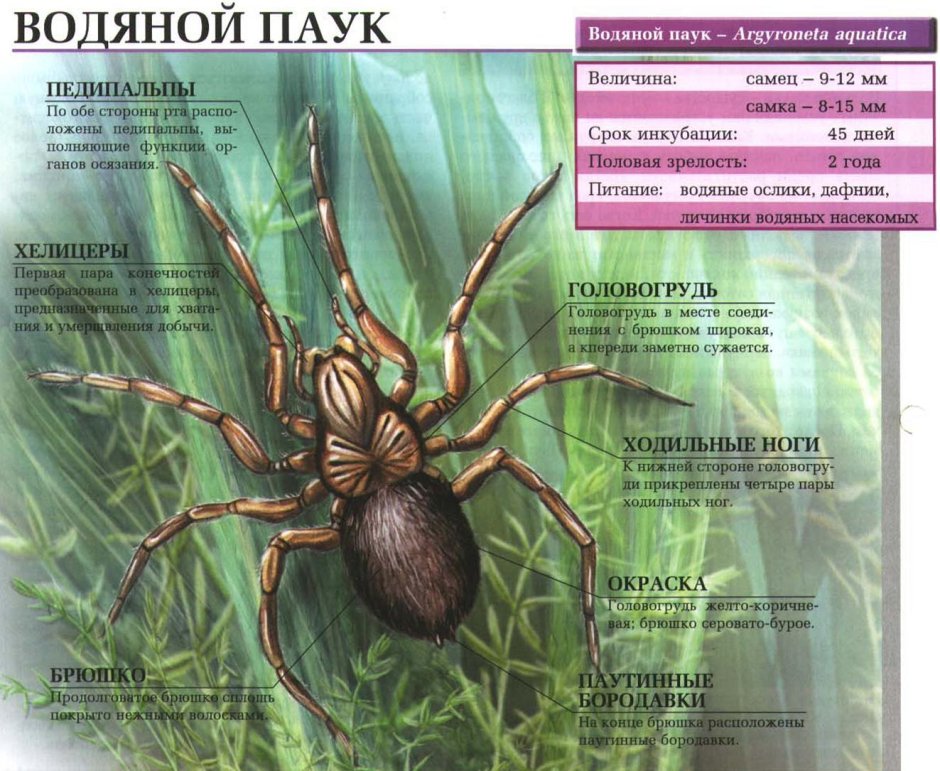 Строение пауков внешнее паук серебрян