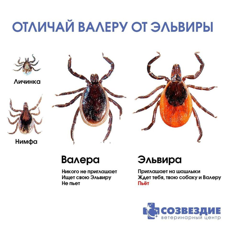 Клещ Валера и клещ Эльвира