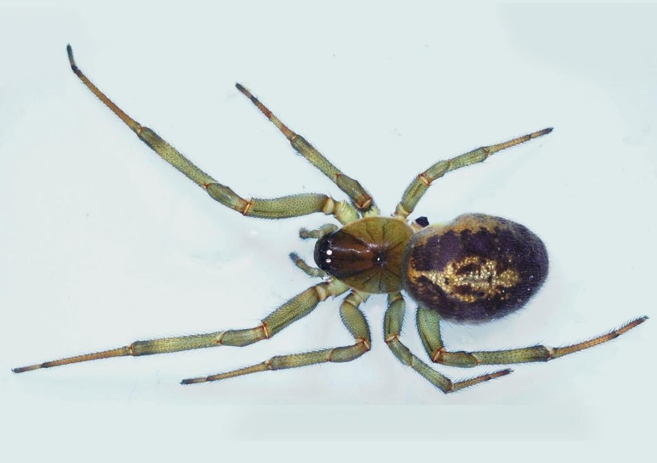 Steatoda Nobilis паук