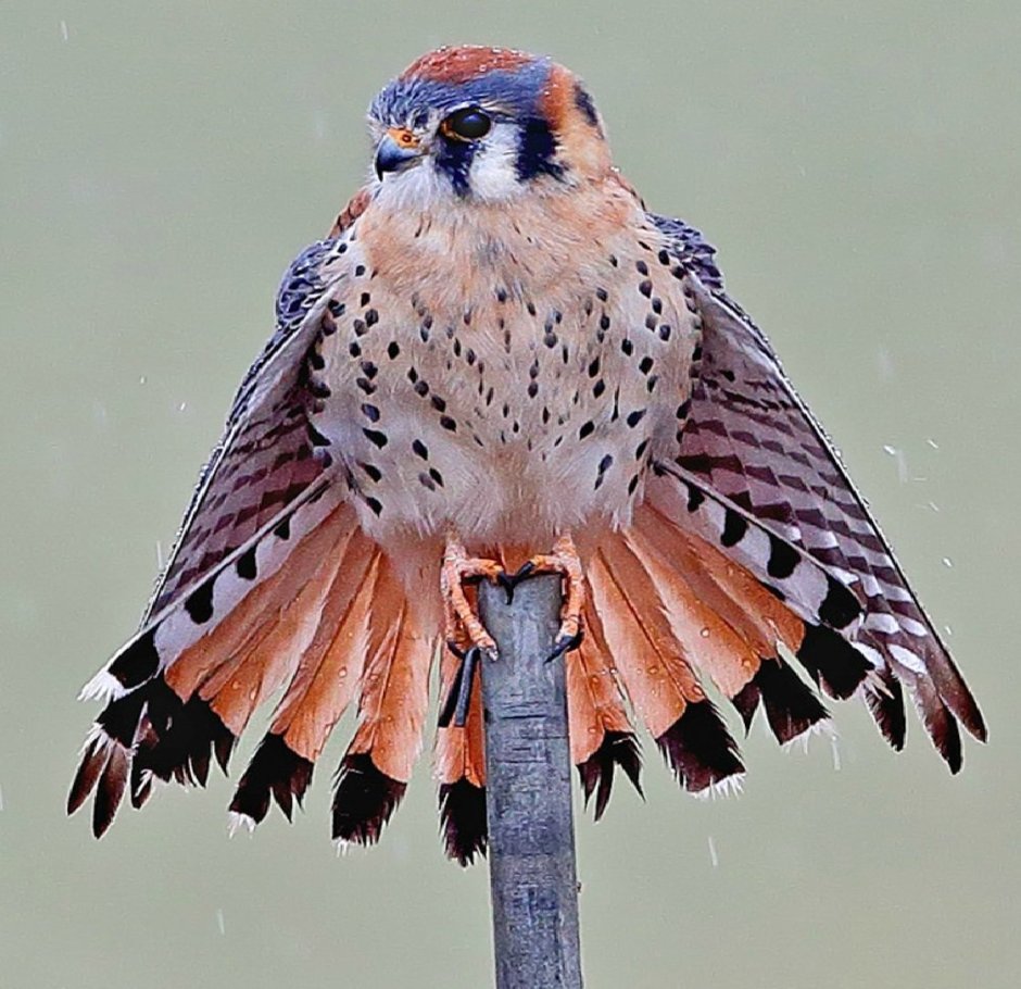 Falco sparverius