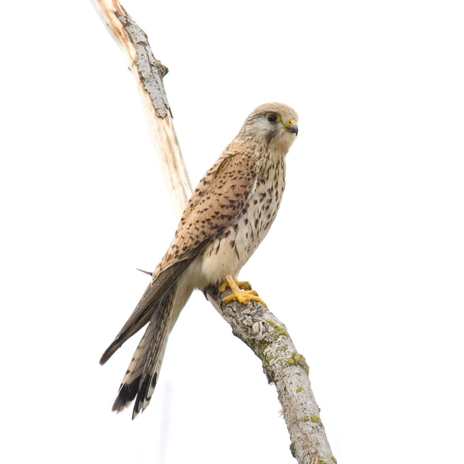 Дербник (Falco columbarius)