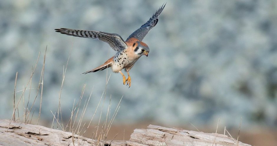 Kestrel перевод