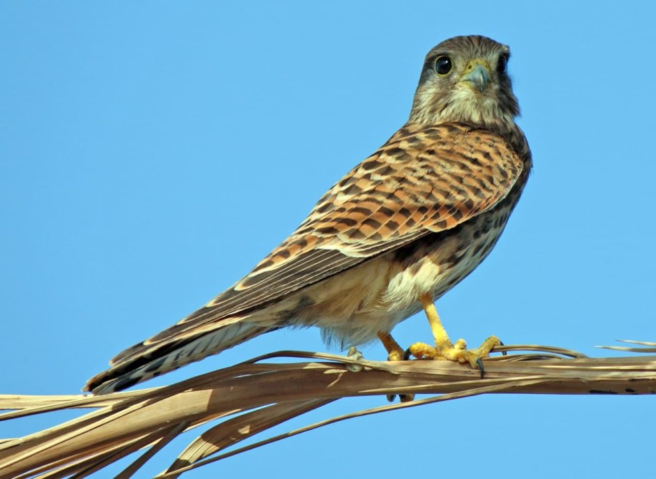 Falco mexicanus