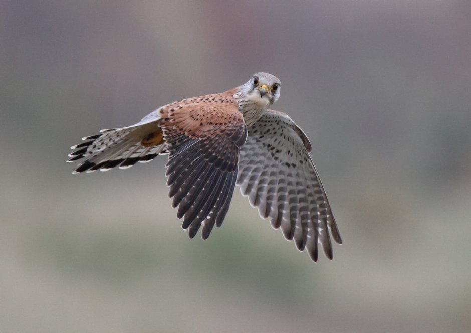 Kestrel catch Pigeon