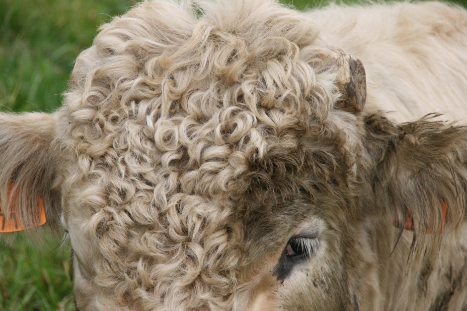 Кудрявая корова