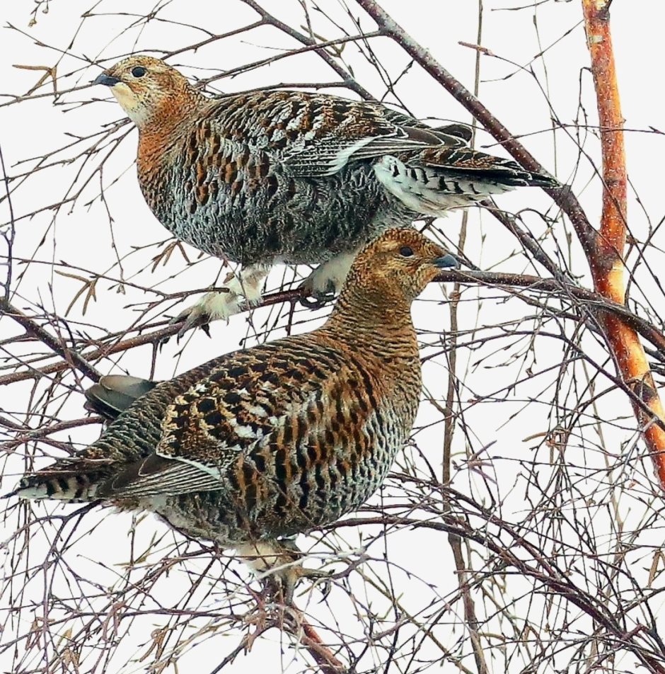 Тетёрка птица