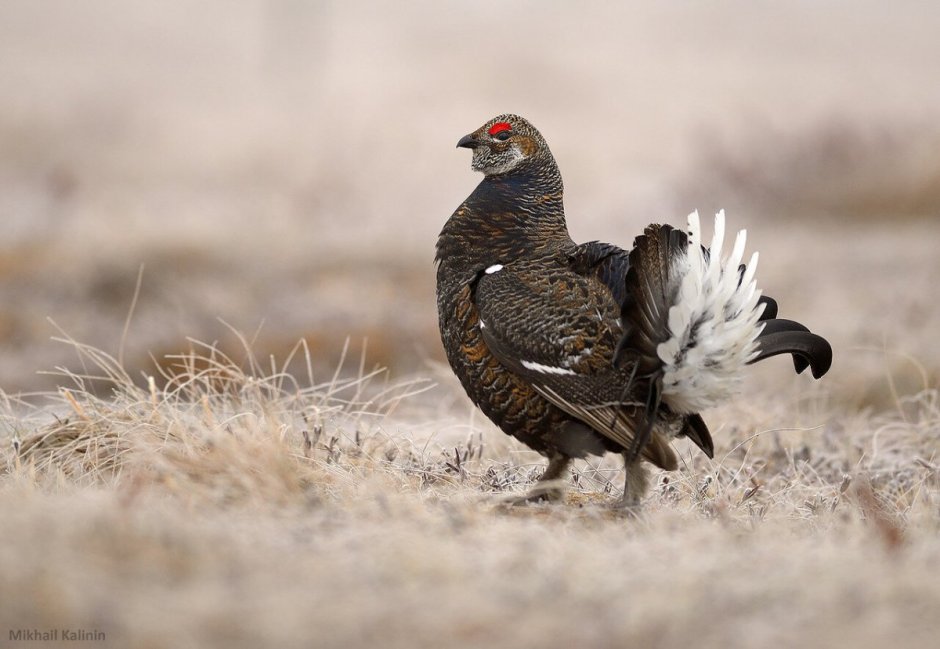Сибирский тетерев Косач