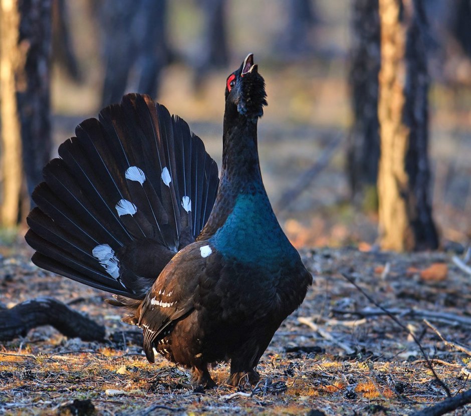 Вышитые гладью Глухари