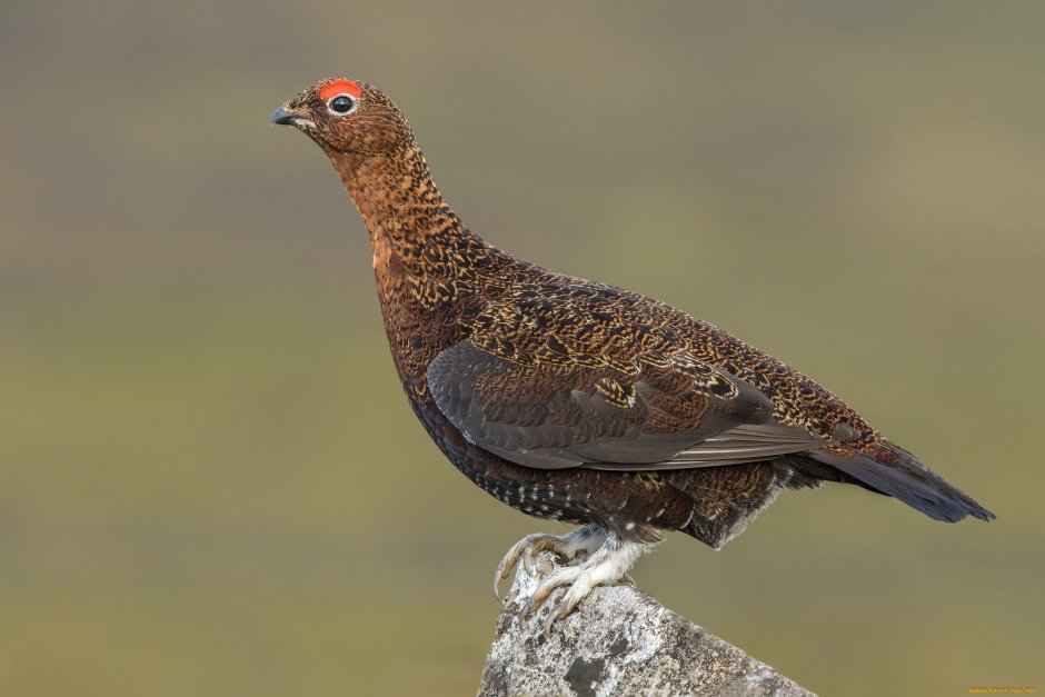 Тетерев-Косач (Lyrurus Tetrix)