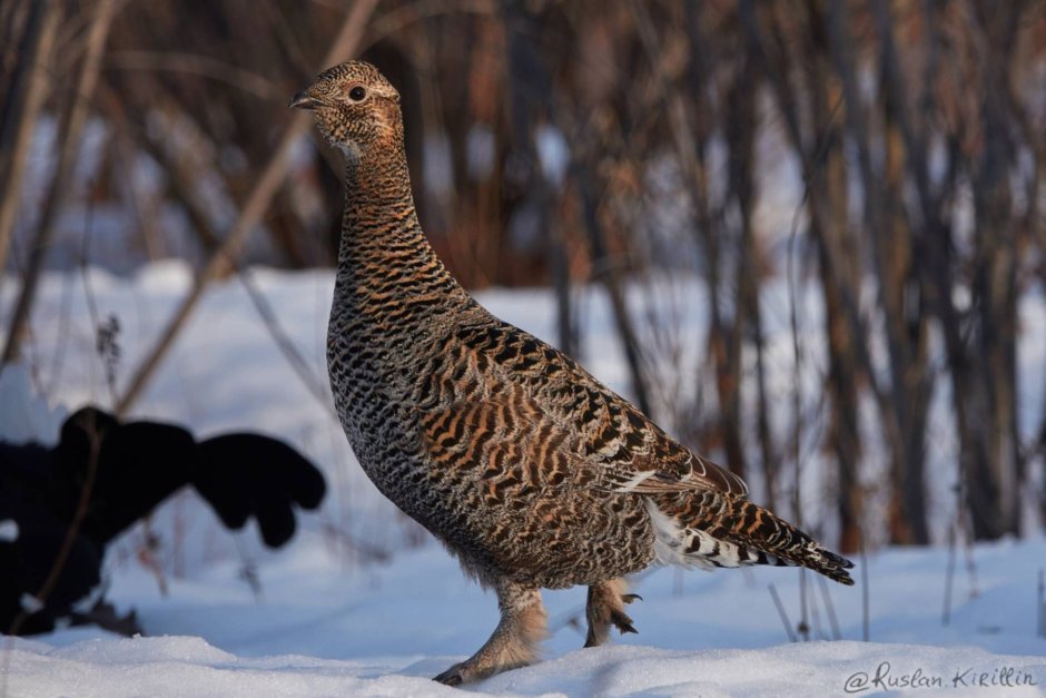 Тетерев птица самка