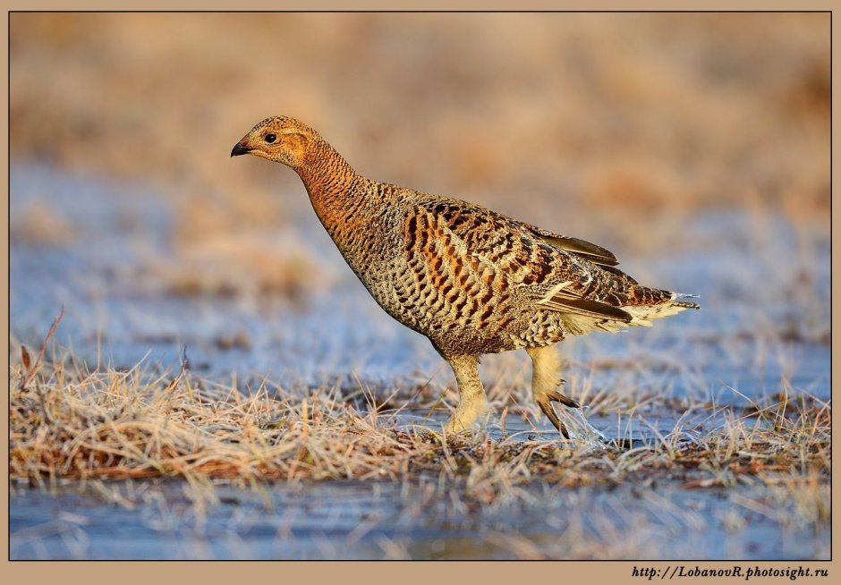 Тетёрка птица