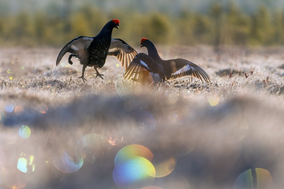 Самка глухаря