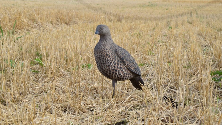 Китайский тетерев