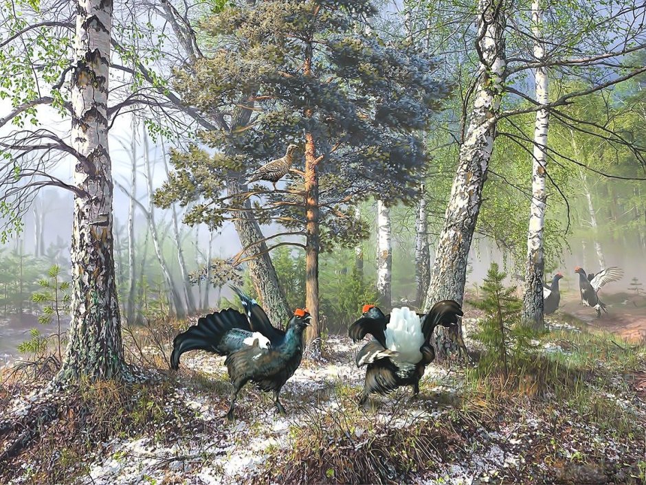 Чернобрюхий Глухарь