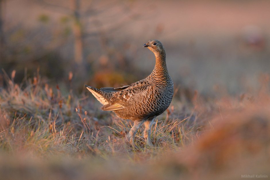 Тетерев Глухарь Косач