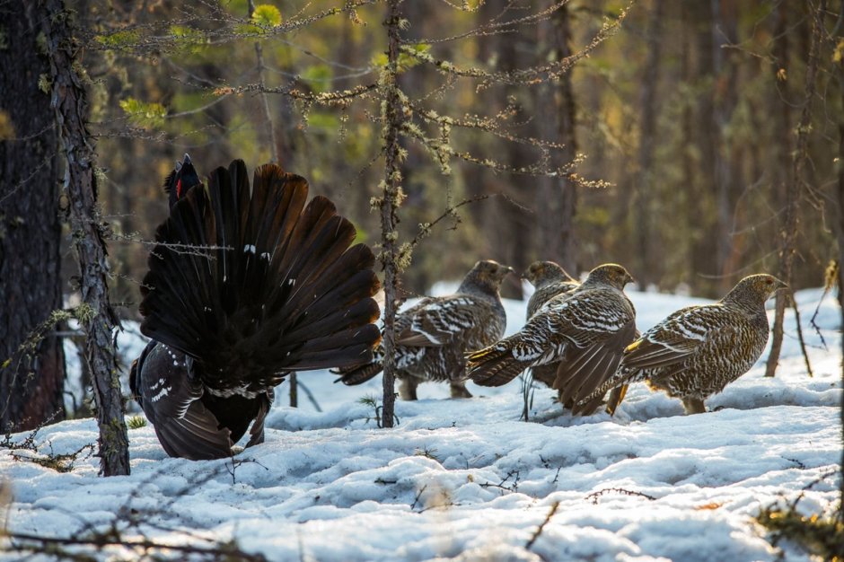 Тетерев-Косач самка
