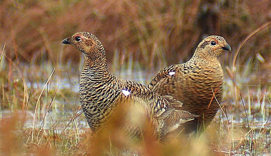 Глухарь тетерев рябчик