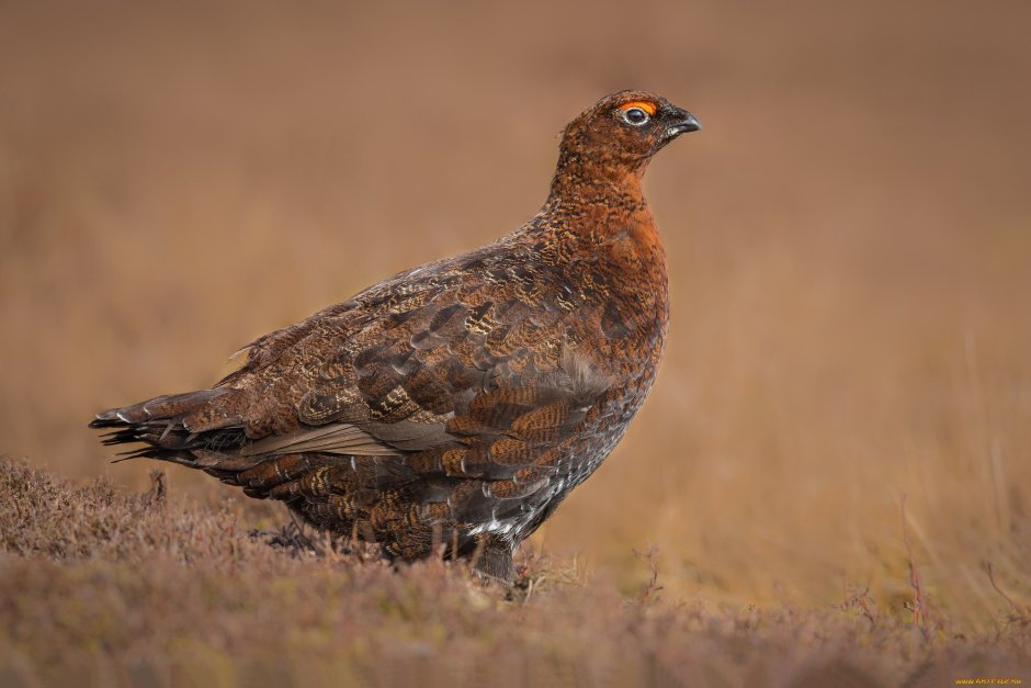 Тетерев-хищная птица