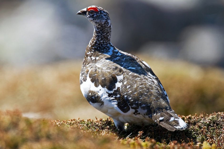 Курочка тетерка