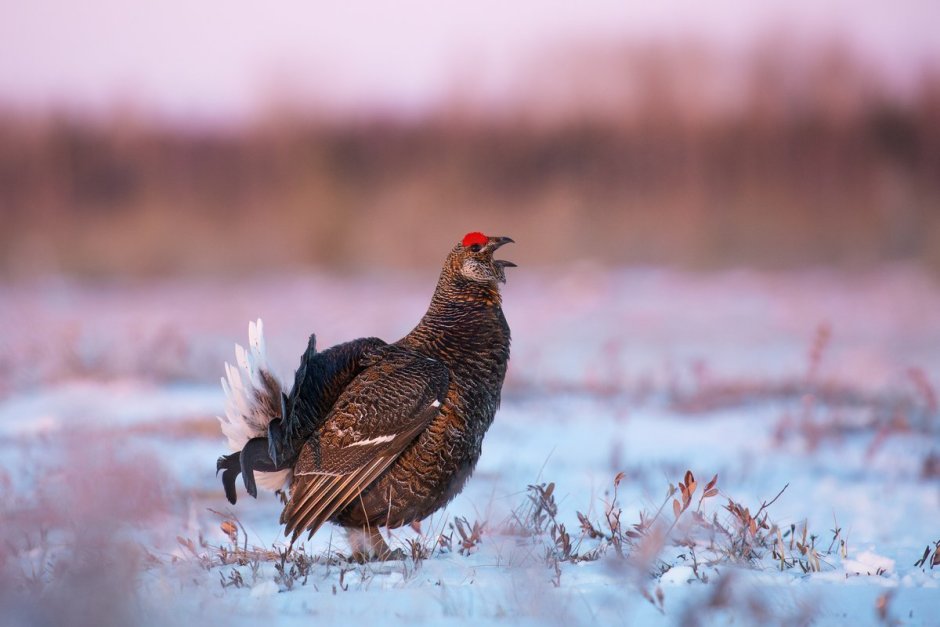 Птенцы тетерева