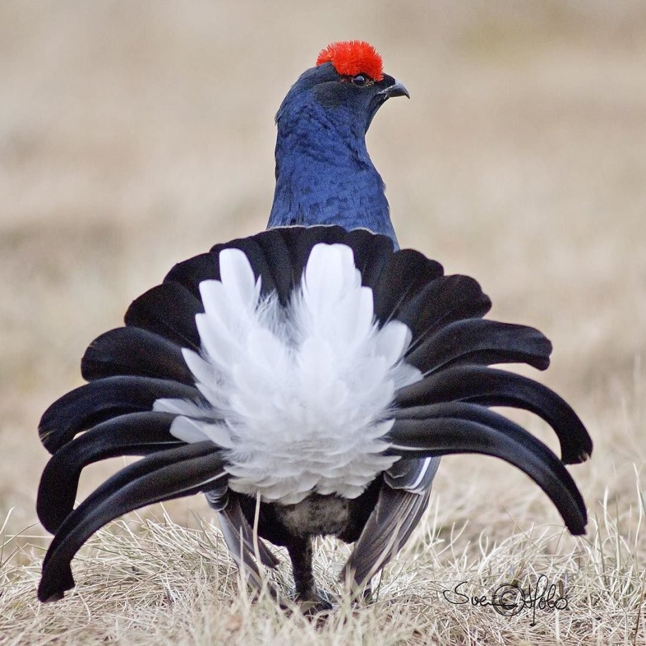 Голубой тетерев