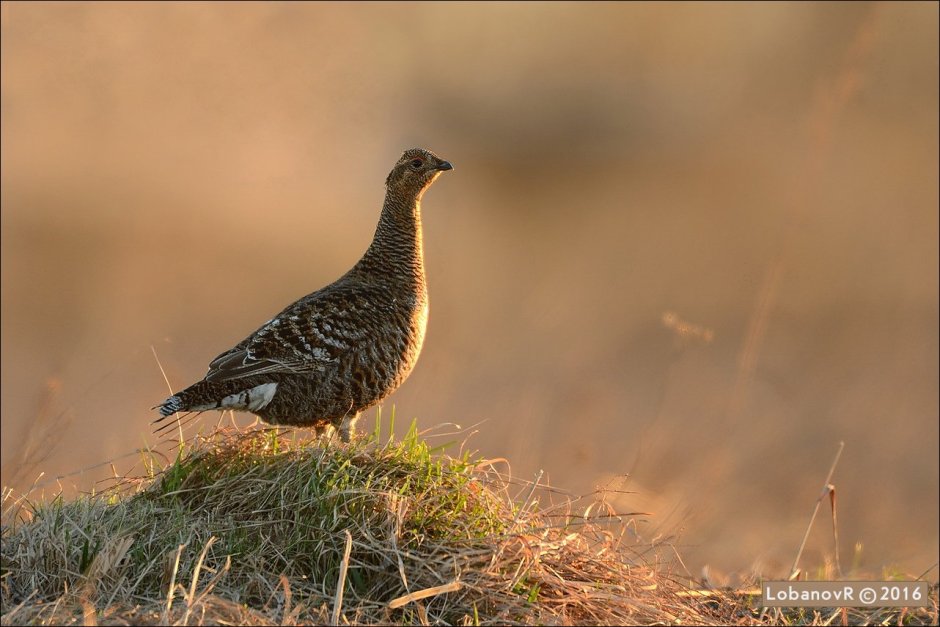 Тетерев-Косач самка