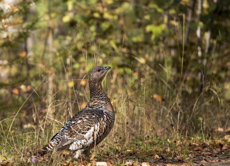 Шотландская куропатка