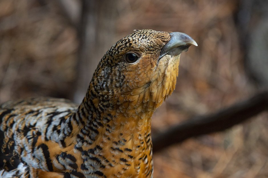 Тетерев птица самка