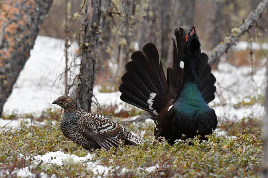 Глухарь птица Якутский