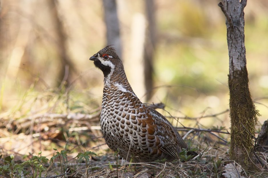 Самка глухаря Капалуха