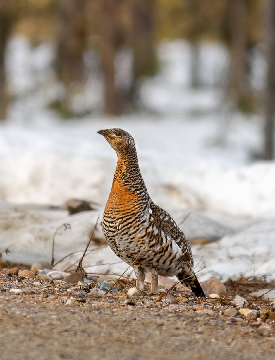Птенцы тетерева косача