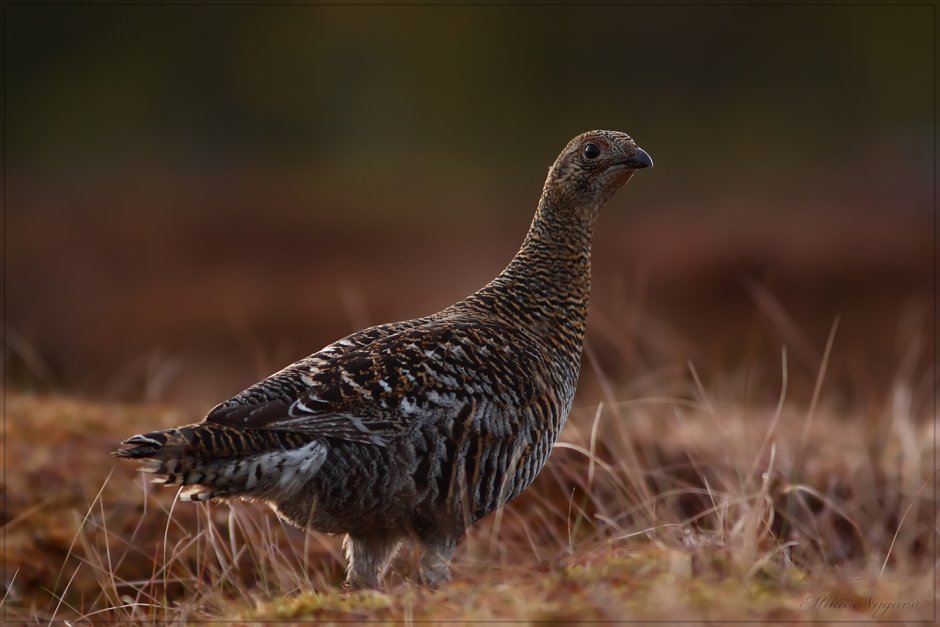 Сибирский тетерев Косач
