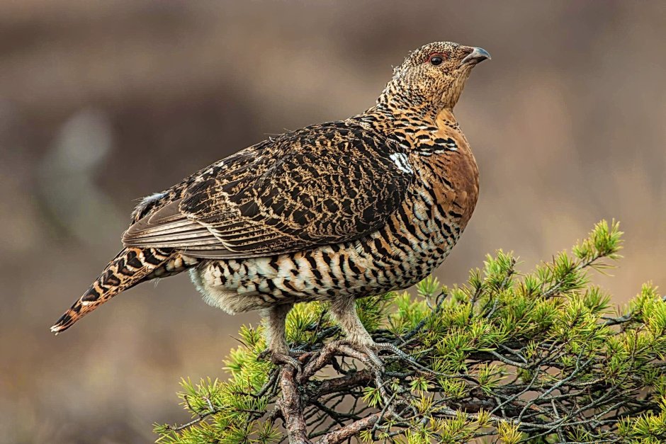 Пиликин картина Глухарь