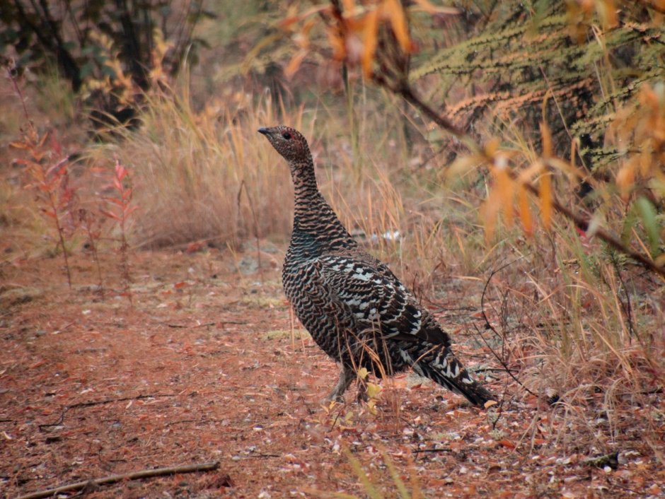 Боровая дичь куропатка
