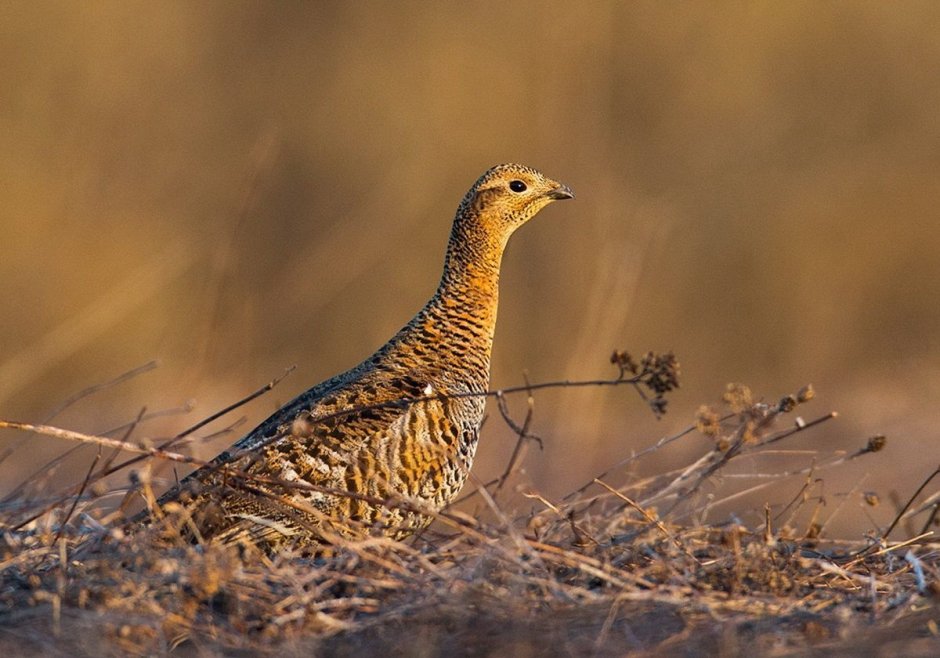 Курочка тетерка