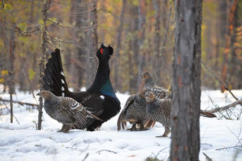 Тетерев самка
