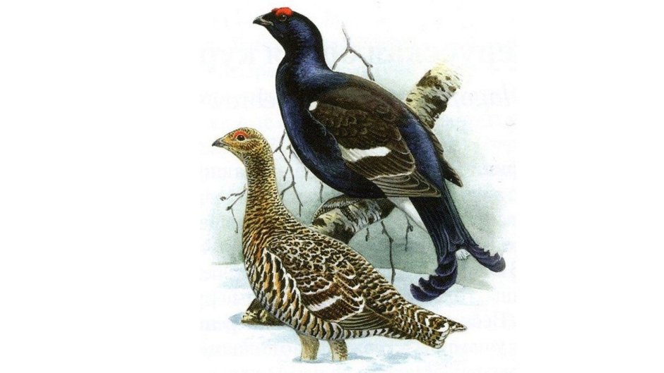 Луговой тетерев