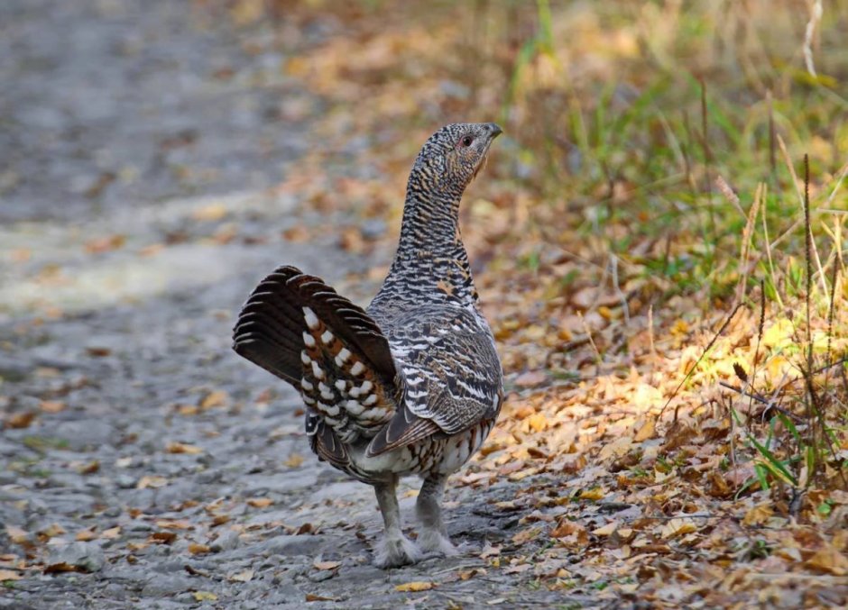 Тетерев самка