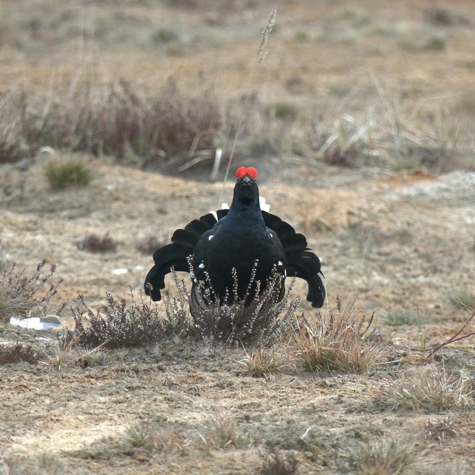 Чучело тетерева для охоты
