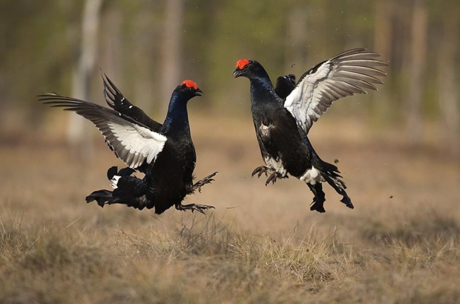 Глухарь тетерев рябчик