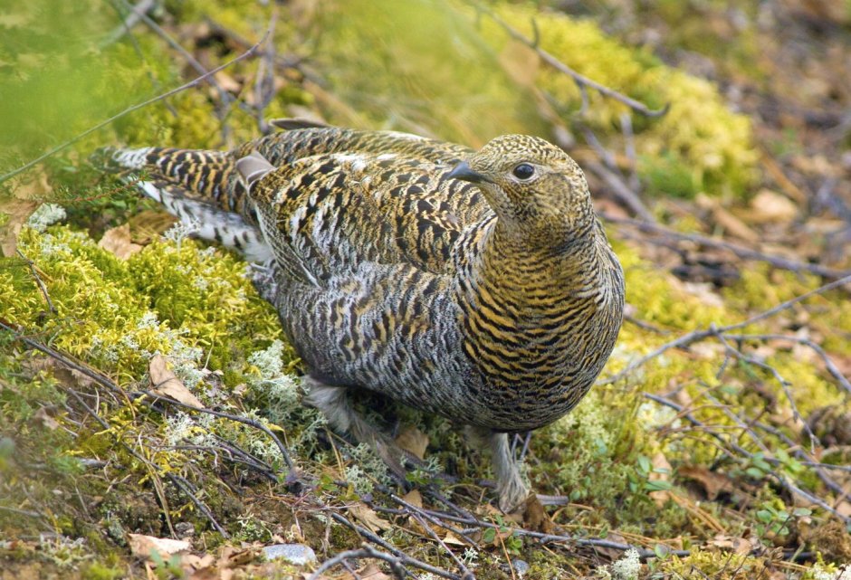 Каменный Глухарь (Tetrao parvirostris)