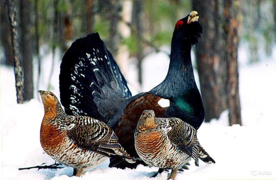 Глухарь и Капалуха