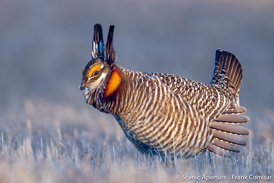 Глухарь Сибирский