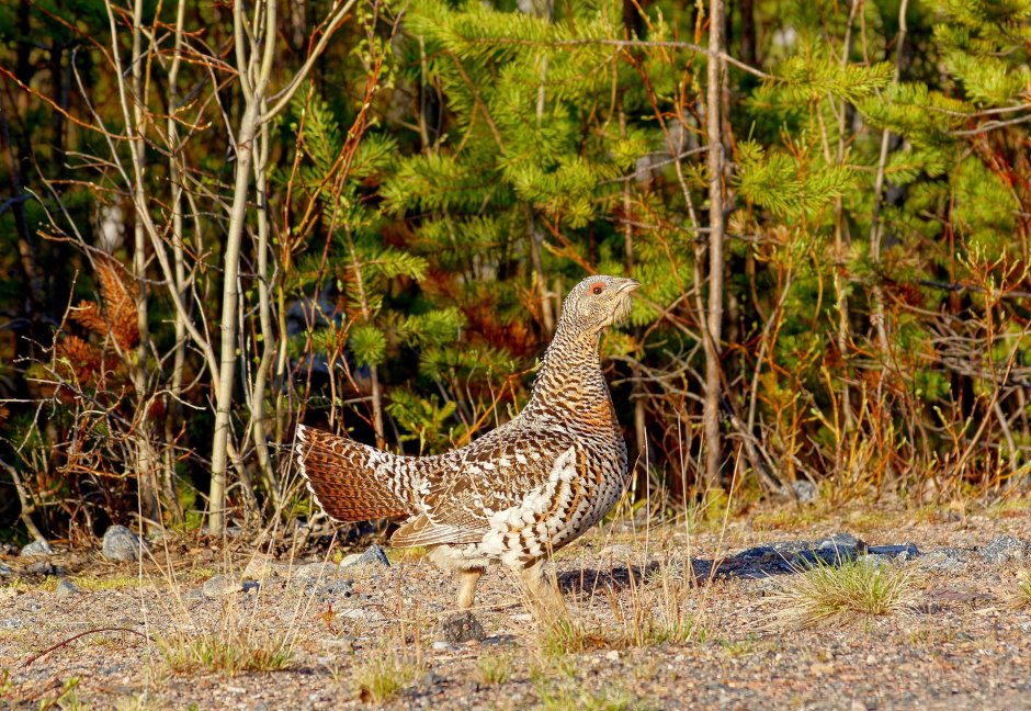 Тетерев описание