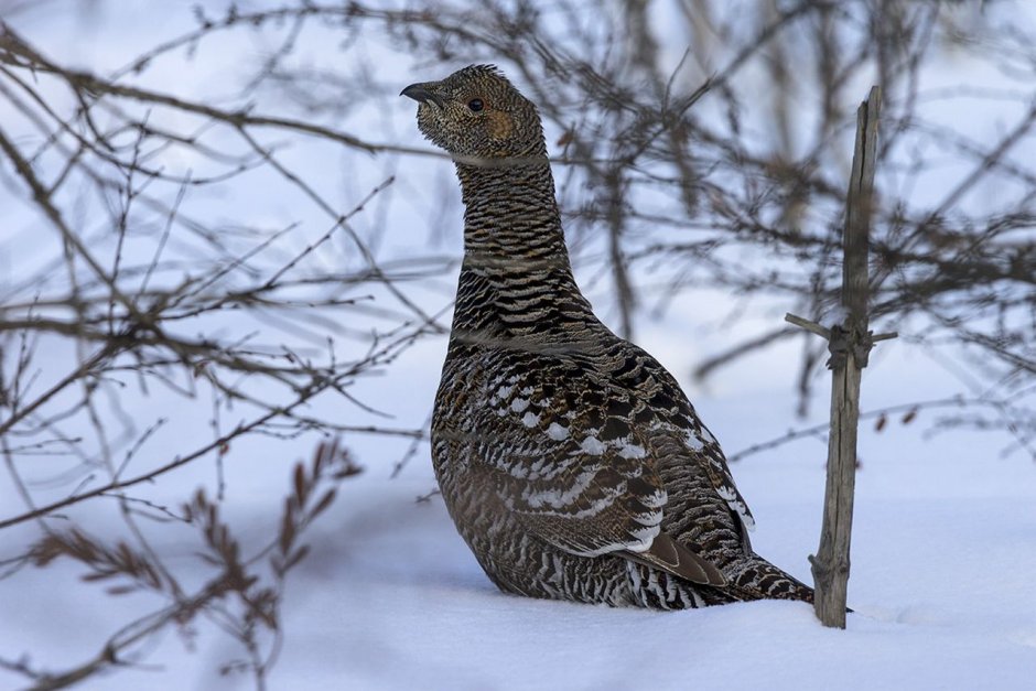 Тетерев-Косач самка