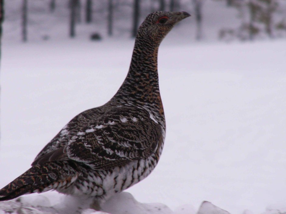 Куропатки рябчики тетерева