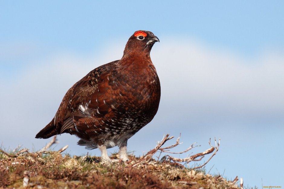 Сибирский тетерев Косач