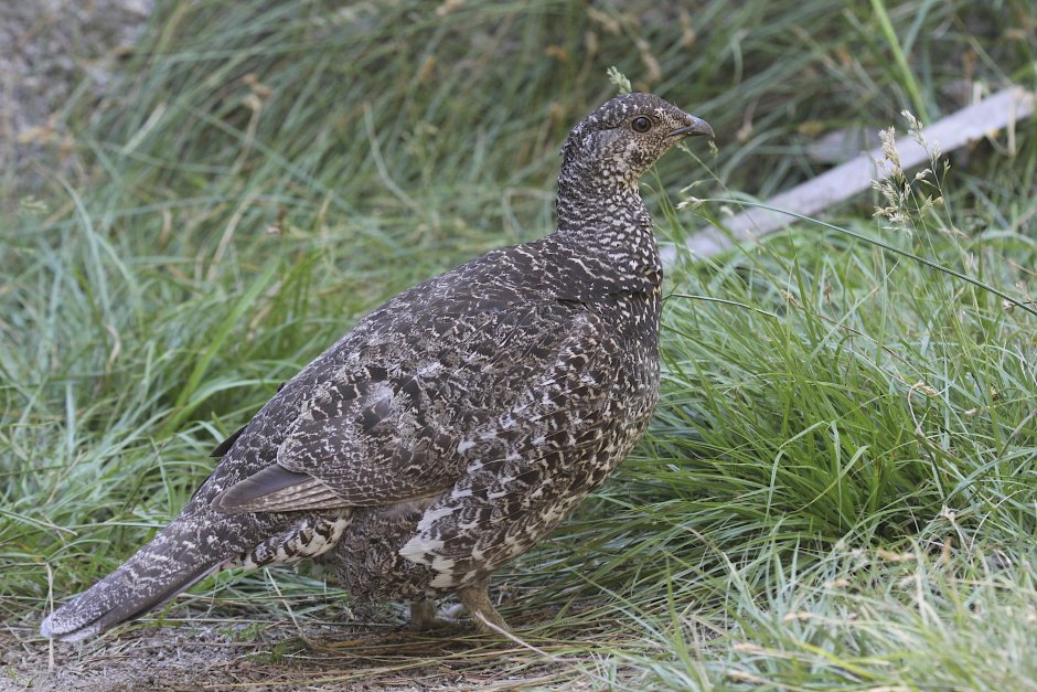 Канадская дикуша