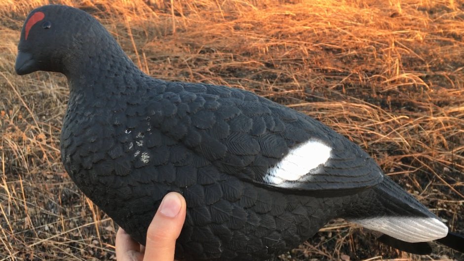 Тетерев-Косач самка и самец